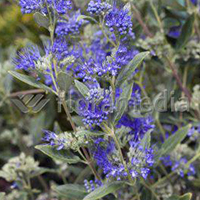 CARYOPTERIS